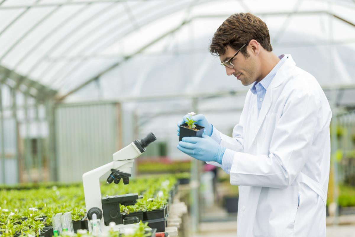 Plant Breeding and GMO Answers